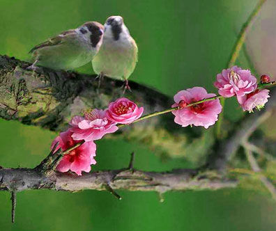 2006-3-11-bird-flower