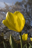 Tulip, Yoyogi Park