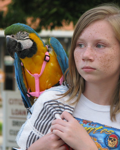 macaw 6763