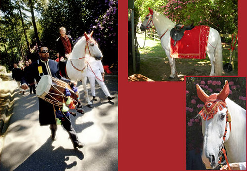 White Indian Wedding Horse with Dhol Drummer