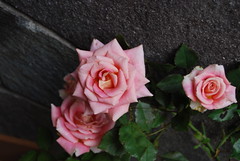 Rose No.2@my house garden