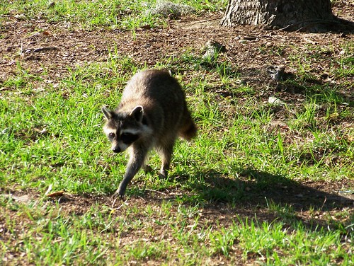 Crazy raccoon approaches