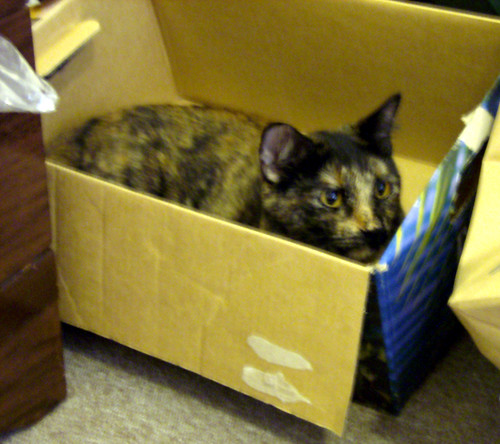 Ava in a box