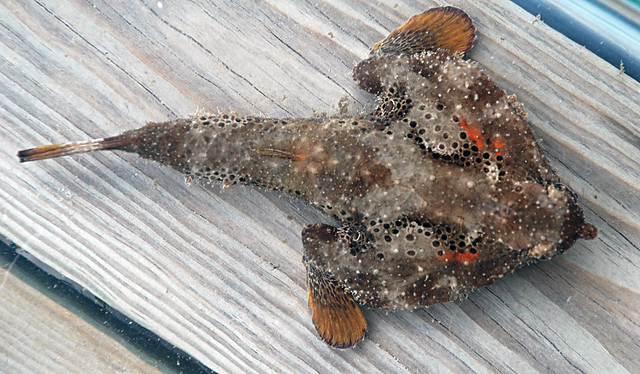 Polka-dot batfish (Ogcocephalus radiatus), Seahorse Key, FL