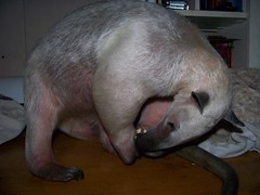Anteater's have tooth envy