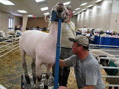 100 Things to see at the fair #75: Shearing sheep
