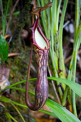 Pitcher plant, Gunung Api, Mulu, Borneo (Nepenthes Faizaliana)