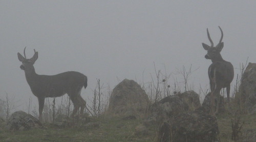 Bucks in the mist