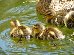 zomg more ducklings!!1!