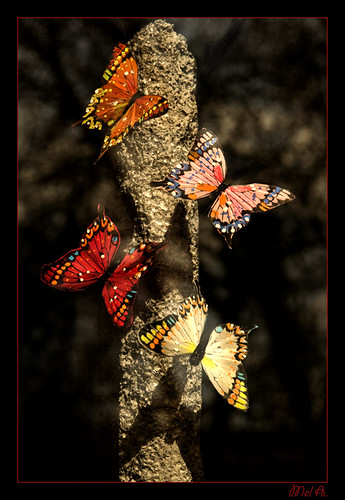 farfalle da Mel A..