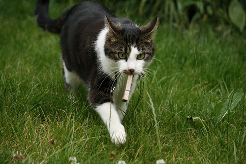 Cat Playing Fetch