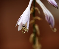 hosta bloom