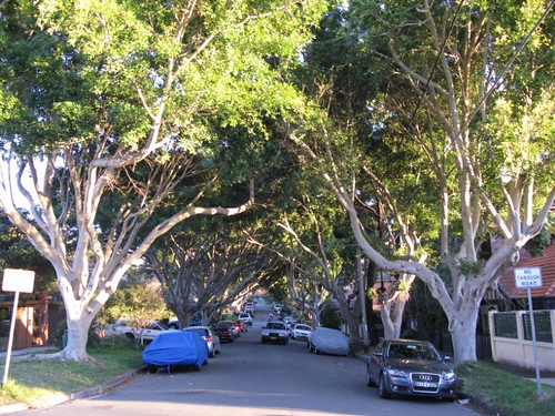 Figtree avenue