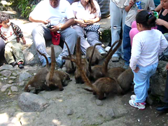 Mexican ratmonkeys