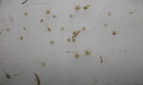 what do goldfish eggs look like in a fish tank. Ranchu Eggs Day 5 (later)