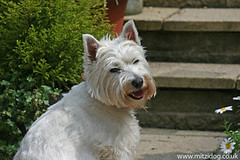 Mitzi the Westie - A Relaxed Dog