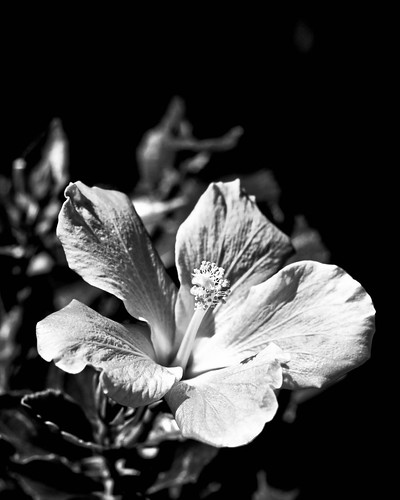 black and white photos of flowers. (Black black and white flowers