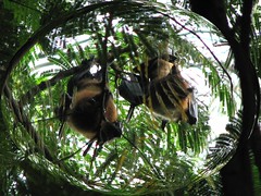 Bats at Bugle Rock Park