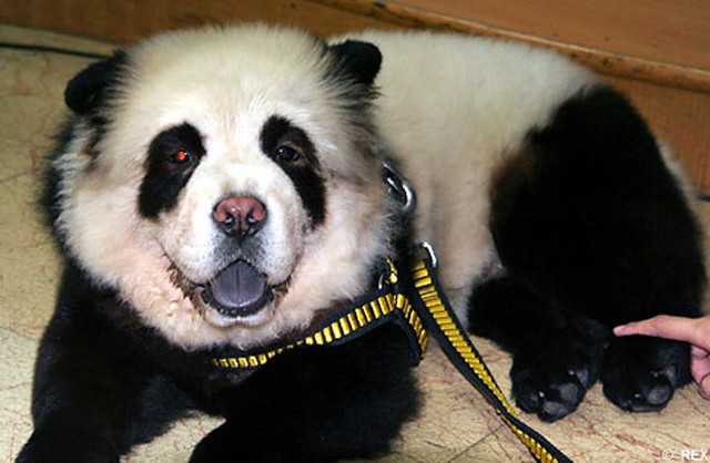 Perro Chow Chow Panda (la moda de teñir el pelaje de las mascotas)