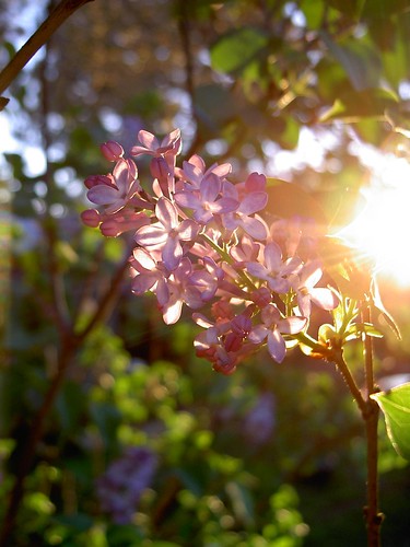 Lilac at sunset