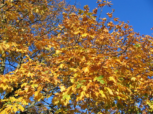 The blue sky was stunning, and the leaves in Triangle Park contrasted beautifully.