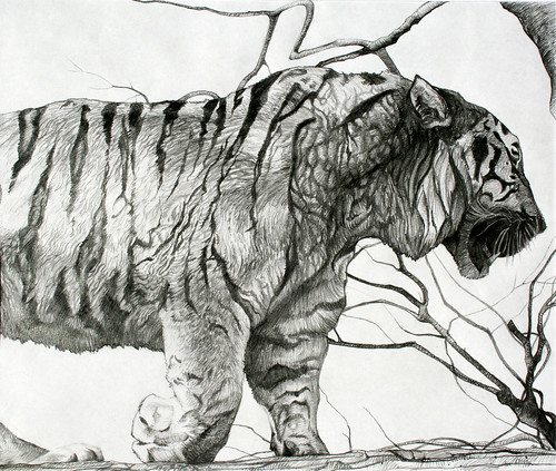 tiger drawings drawing