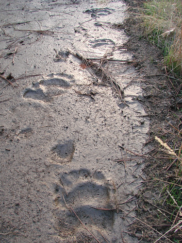 bear tracks in fresh mud