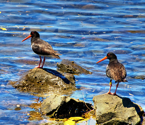 Pied Oystercatchers by you.