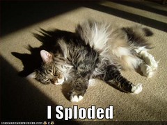 funny-pictures-your-cat-has-exploded