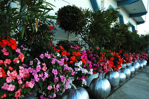 Flowers and Silver pumpkins, winter, Mill Rose Inn, Half Moon Bay, California, USA by Wonderlane