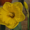 Daffodil cropped