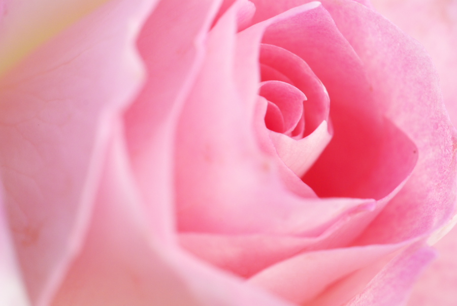 Rose - pink
