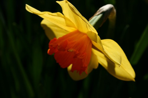 Pleated Narcissus