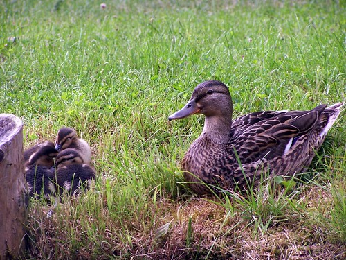 Duck family - Mother and children