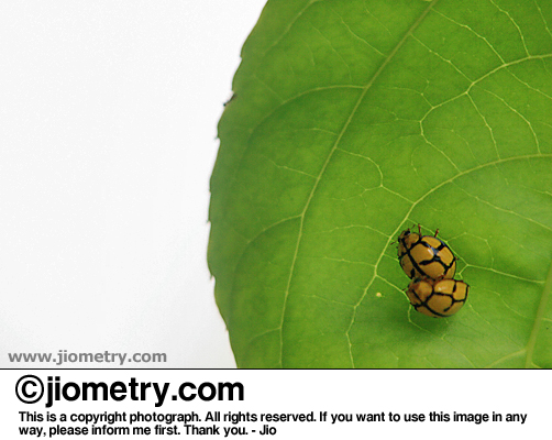 Mating bugs on a leaf