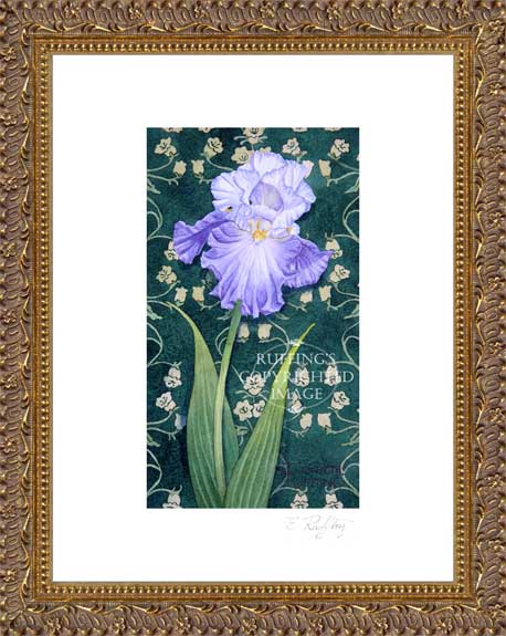Blue and White Iris by Elizabeth Ruffing Framed Print