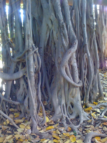 Banyan roots up close