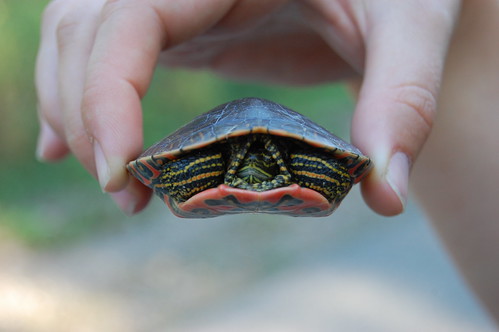 turtle!