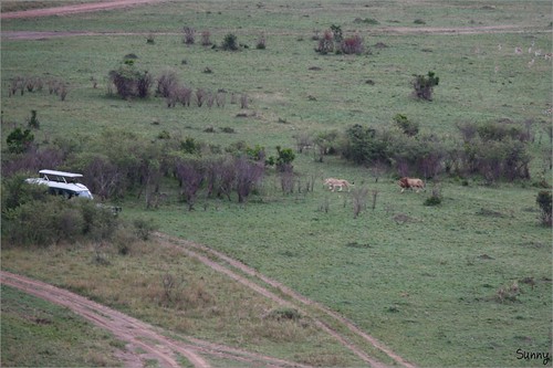 你拍攝的 11 Masai Mara - Balloon Safari - Lion。