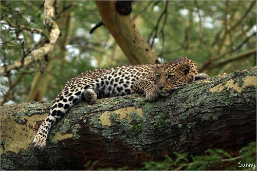 你拍攝的 69 Lake Nakuru - Leopard。
