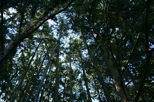 Pines Overhead: Hudson Mills Park