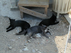 Local cats of the Acropolis
