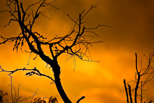 Serengeti Fire - 3/365 - 7 June 09