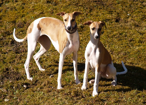 Whippets: mother & son