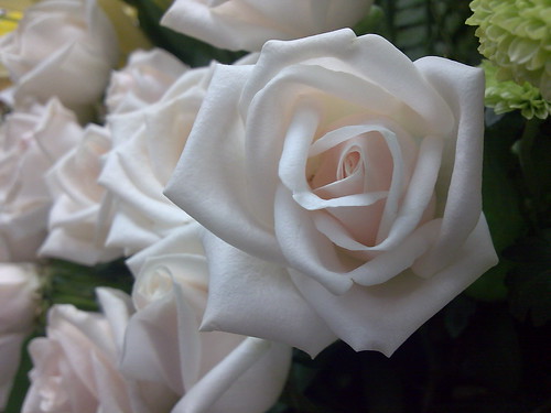 white roses by noel ann~.