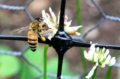 honeybee on clover