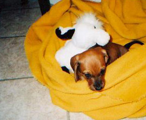 Little Mikey - Weiner dog pictures