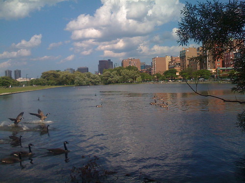 Charles River Ducks