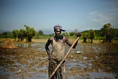 haiti rice farmer