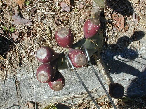 Picking the Prickly Pear Fruit